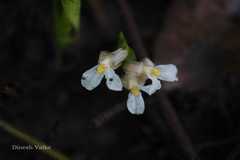 Stachyphrynium spicatum